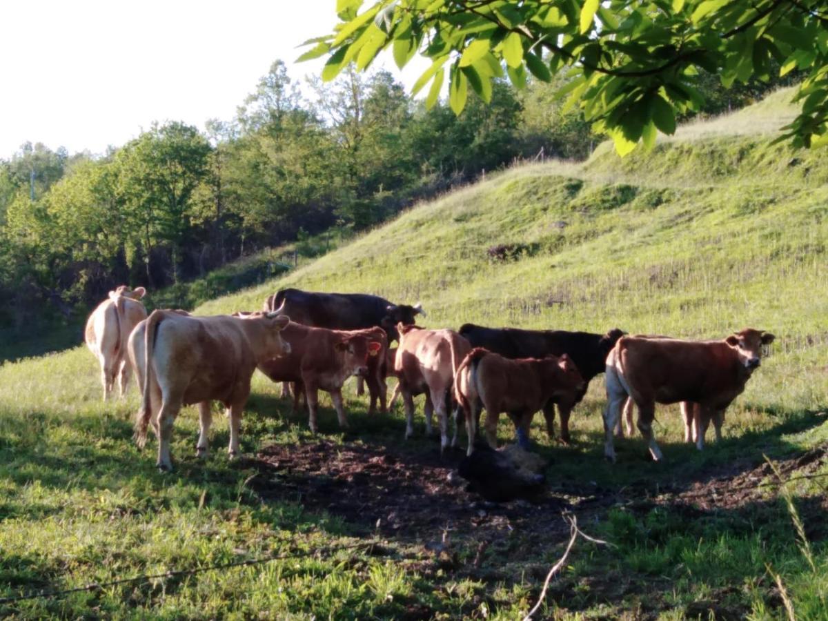 028 - Agriturismo "Il Boschetto" Con Piscina, Pace E Natura - Camera Familiare Cavizzano Eksteriør billede